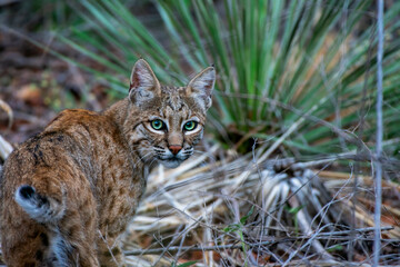 Bobcat in the desert © SageOil