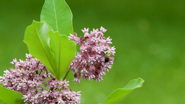 A close-up of a bumblebee gathering nectar and pollinating a common milkweed flower, with a plain green background.  Another bee enters and leaves