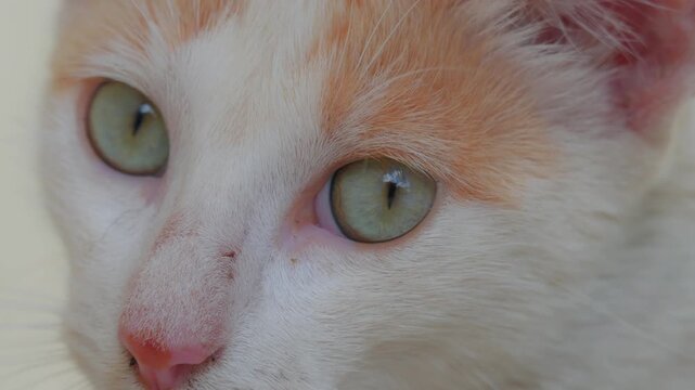 Primer plano extremo de los ojos verdes de un gato dom&eacute;stico blanco