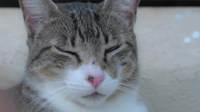Retrato en primer plano de un gato tabby serio mirando hacia adelante al aire libre