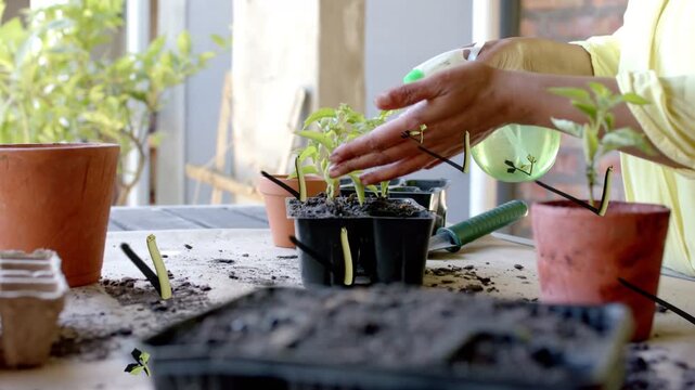 Gardener entering with green spray, misting seedlings, animated droplets guiding potting to hydrate
