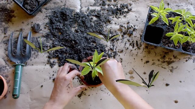 Woman's hands forming hole then placing seedling into terracotta pot and tamping soil for gardening