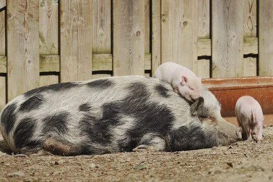 G&ouml;ttingen minipig (Sus scrofa f. domestica), sow and piglet, North Rhine-Westphalia, Germany
