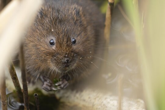 Water vole (Arvicola amphibius) adult rodent animal feeding on pondweed in a reedbed on a pond, England, United Kingdom