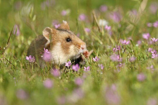 European hamster (Cricetus cricetus) in a meadow, wildlife, Austria