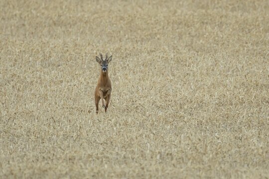 Roe deer (Capreolus capreolus) adult animal male roebuck running in a farmland wheat field in summer, England, United Kingdom