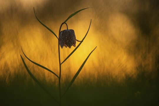 Snake's Head Fritillary (Fritillaria meleagris) at sunrise in a wet meadow in spring, Berne, Lower Saxony, Germany