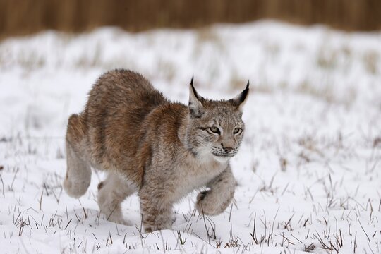 Eurasian lynx (Lynx lynx) sneaking up on a snowy meadow, Czech Republic