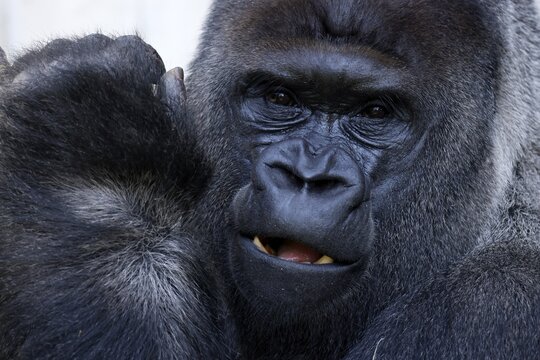 Western western gorilla (Gorilla gorilla) silverback, animal portrait, captive