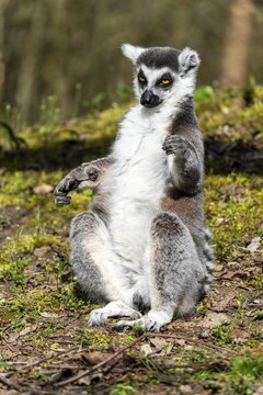 Ring-tailed lemur (Lemur catta), sunbathing, France