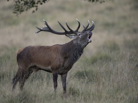Red Deer (Cervus elaphus), stag, Copenhagen, Denmark