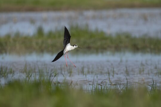 Black winged stilt (Himantopus himantopus) adult wading bird in flight landing in a shallow lagoon in spring, RSPB Frampton marsh nature reserve, Lincolnshire, England, United Kingdom