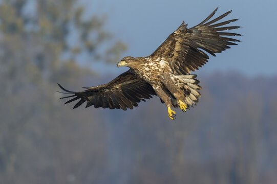 White-tailed eagle (Haliaeetus albicilla ), Kutno, Poland