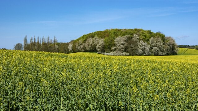 Rape field with blue sky and clouds, R&uuml;gen, Bergen, Mecklenburg-Western Pomerania, Germany