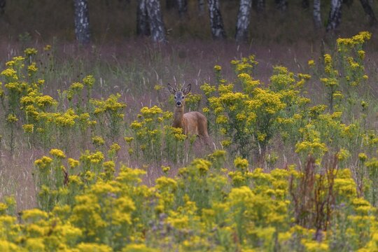 The roebuck (Capreolus capreolus) appears daily in the late afternoon or early evening on the grazing area, dangerous, flower meadow, summer coat, July, Germany