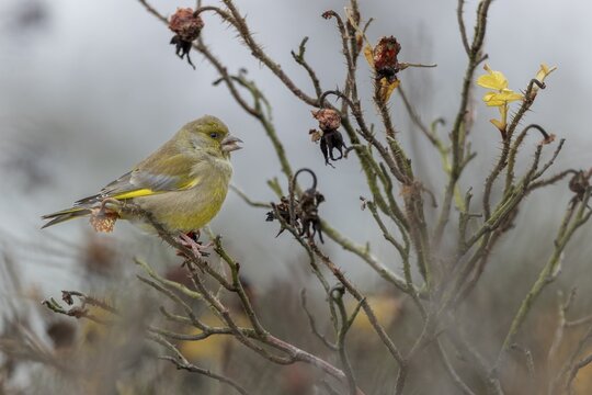 A male greenfinch (Chloris chloris) eating the seeds of the potato rose (Rosa rugosa), Rabatte, Germany