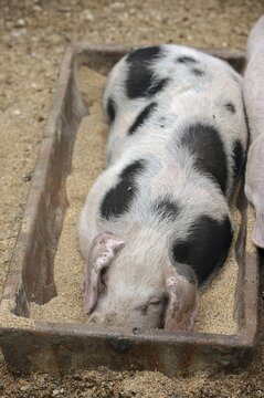 Bentheimer pig (Sus scrofa domesticus), piglet in the feeding trough, North Rhine-Westphalia, Germany