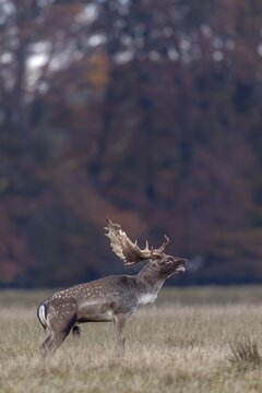 Slight respiratory mist forms in front of the hind's ear of the roaring fallow deer (Dama dama), rut, deer rut, mating season, Denmark
