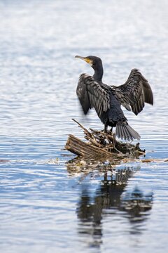 Great cormorant (Phalacrocorax carbo), sitting on a root in the water and drying its wings, Vorarlberg, Austria