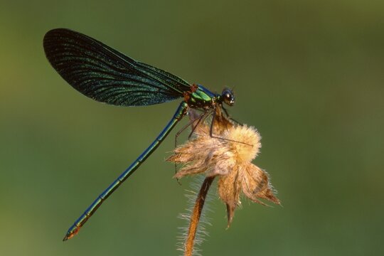 Beautiful Demoiselle damselfly (Calopteryx virgo), North Tyrol, Austria, Europe