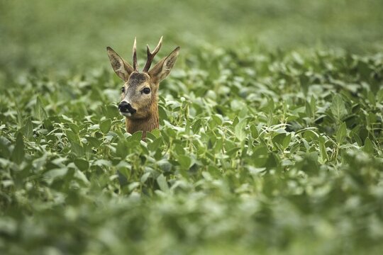 European roe deer (Capreolus capreolus) buck secured in soybean field, Lower Austria, Austria