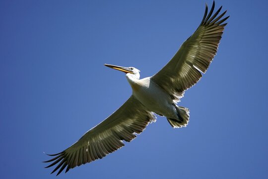 Dalmatian pelican (Pelecanus crispus), flying, France