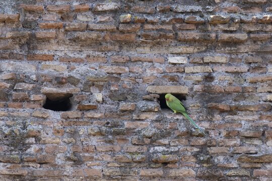 Ring-necked parakeet (Psittacula krameri) adult bird next to a hole in an ancient wall in the city, Rome, Italy