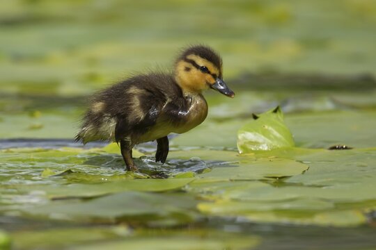 Mallard duck (Anas platyrhynchos) juvenile baby duckling walking on a Water lily plant leaf on a pond, Scotland, United Kingdom