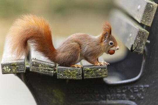 Eurasian red squirrel (Sciurus vulgaris) on a park bench, wildlife, Germany