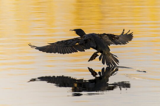 Cormorant approaching landing on the water, warm light creates a harmonious mood, Cormorant, (Phalacrocorax carbo), wildlife, Germany