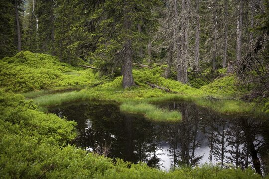 Rauris Jungle, rockslide forest and alpine peat bog, Rauris Valley, High Tauern National Park, Alps, Kolm Saigurn, Rauris, Austria