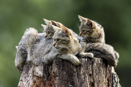 Three cats lying relaxed on a tree trunk in the forest and observing the surroundings, wild cat (Felis silvestris), kitten, Germany
