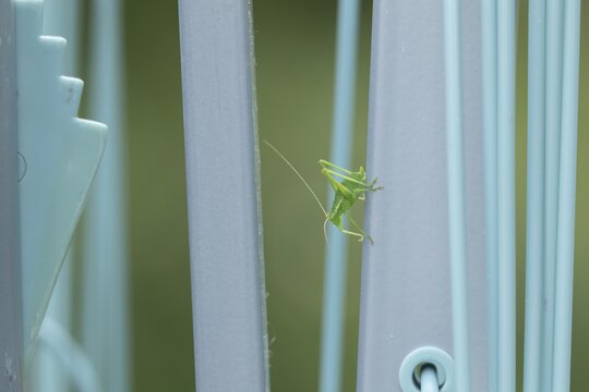 Speckled bush cricket (Leptophyes punctatissima) adult insect on a metal washing line, Suffolk, England, United Kingdom
