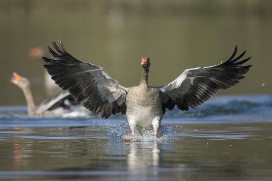 Greylag goose ( anser anser) lands on a lake, Hannover, Lower Saxony, Germany