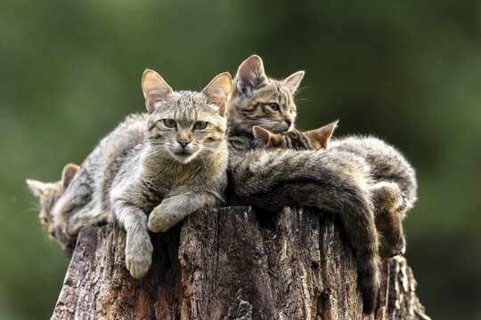 Attentive cat and three resting cats on a tree trunk in the forest, serenity, wildcat (Felis silvestris), kitten, Germany