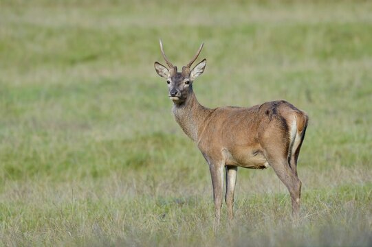 Red deer (Cervus elaphus), spit stands in a meadow, North Rhine-Westphalia, Germany