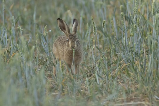 European brown hare (Lepus europaeus) adult animal eating a wheat plant sheath in a farmland field in summer, England, United Kingdom