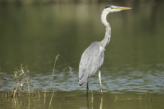 Grey heron (Ardea cinerea) secured in the water, Allg&auml;u, Bavaria, Germany, d
