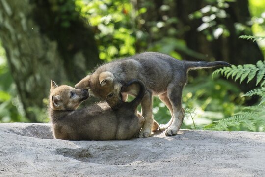 Two pups playing together in the shade of the forest, European grey gray wolf (Canis lupus), Germany