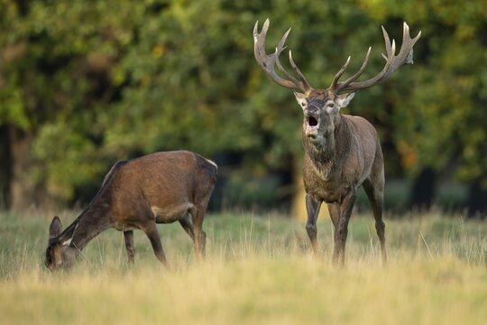 Red deer (Cervus elaphus) in rut, roaring, hunting, Klamptenborg, Copenhagen, Denmark