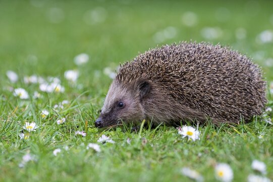 Cute hedgehog, brown-breasted hedgehog (Erinaceus europaeus) in the garden, Vechta, Lower Saxony, Germany