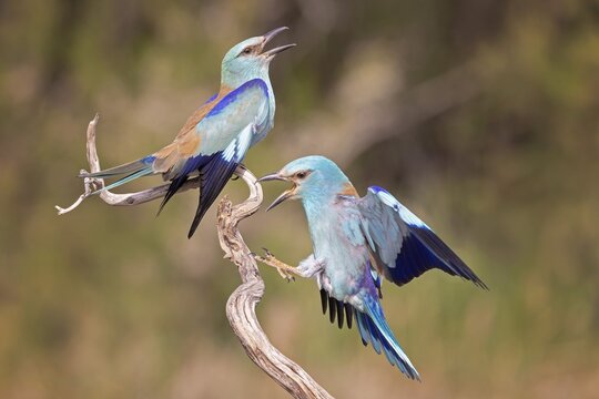 Eurasian Roller (Coracias garrulus) Almond Crow, male, female, pair, courtship, calling, interaction, bridal gift, food delivery, mating, Toledo, Spain
