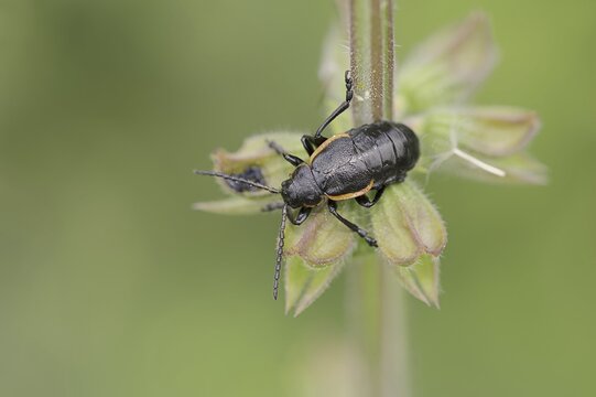 Leaf beetle (Arima marginata), Provence, Southern France