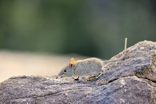 Short-eared Trunked Shrew (Macroscelides probosideus), Short-eared Elephant Shrew, Short-eared Trunked Shrew, adult, foraging, alert, Mountain Zebra National Park, Eastern Cape, South Africa