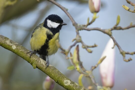 Great tit (Parus major) adult bird on a garden Magnolia tree branch with blossom in spring, England, United Kingdom