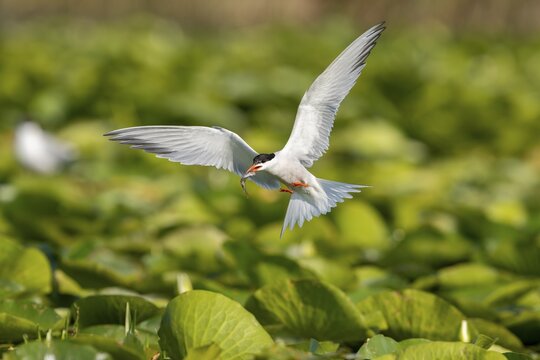Common tern (Sterna hirundo) flying with fish, Danube Delta, Romania