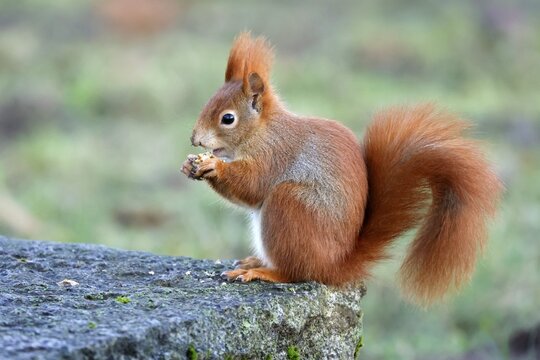 Eurasian red squirrel (Sciurus vulgaris) eating a nut, wildlife, Germany
