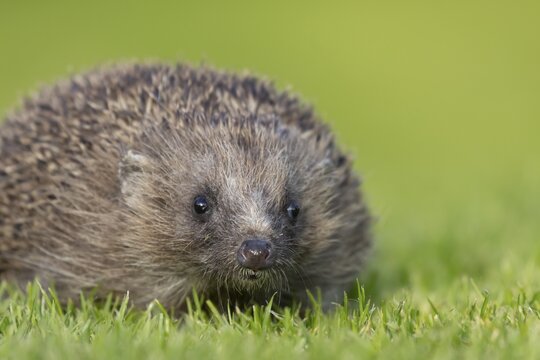 European hedgehog (Erinaceus europaeus) adult animal on a garden lawn, England, United Kingdom