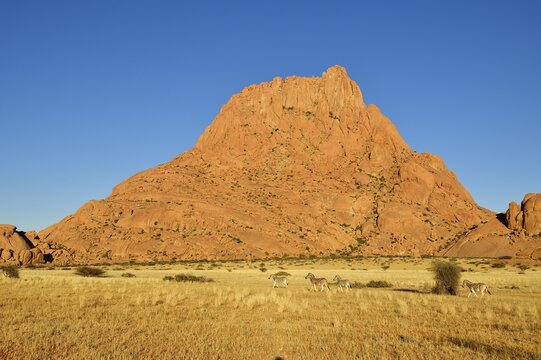 Spitzkoppe in the morning with zebras grazing in front of the mountain, Erongo region, Damaraland, Namibia