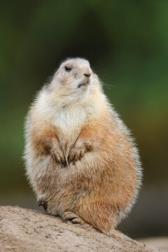 Black-tailed prairie dog (Cynomys ludovicianus) sitting upright on the burrow, North America